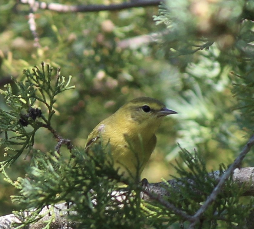 Tennessee Warbler - ML642112895