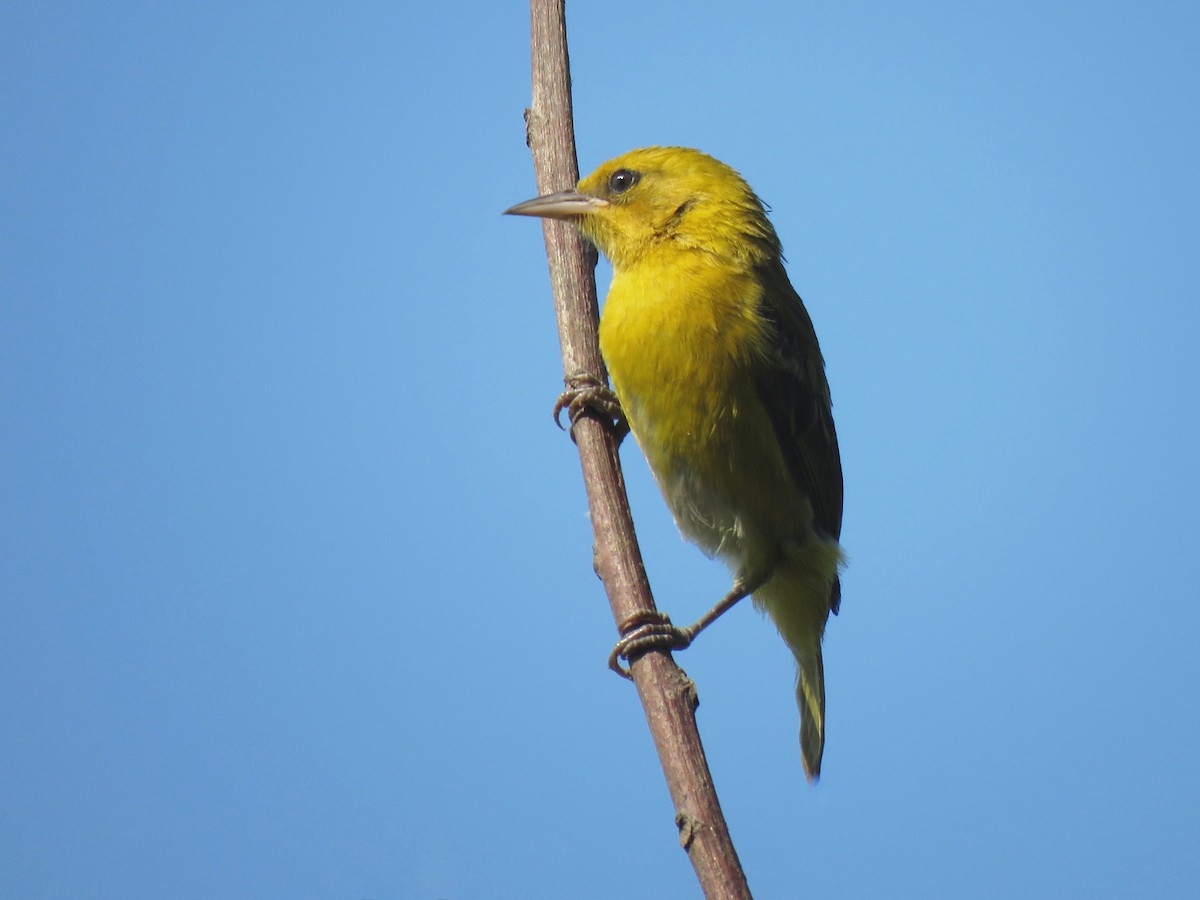 Slender-billed Weaver - ML642112898