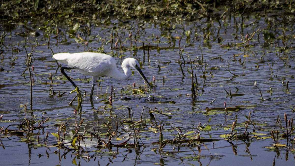 Aigrette garzette - ML642112899