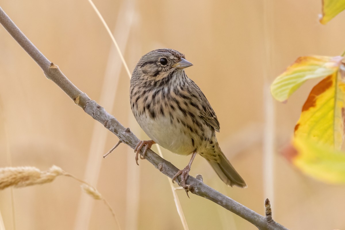 Lincoln's Sparrow - ML642112902