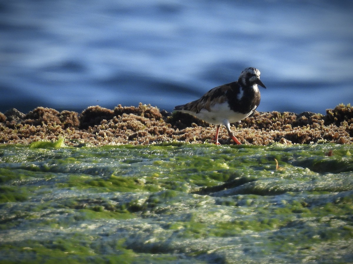 Ruddy Turnstone - ML642112911
