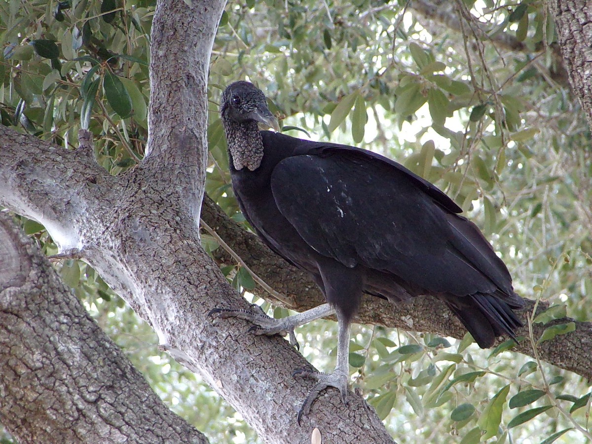 Black Vulture - ML642112912