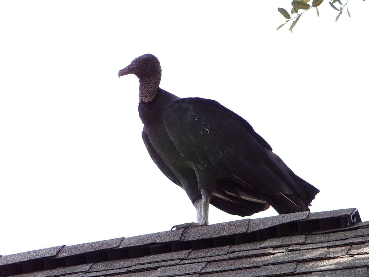 Black Vulture - ML642112914