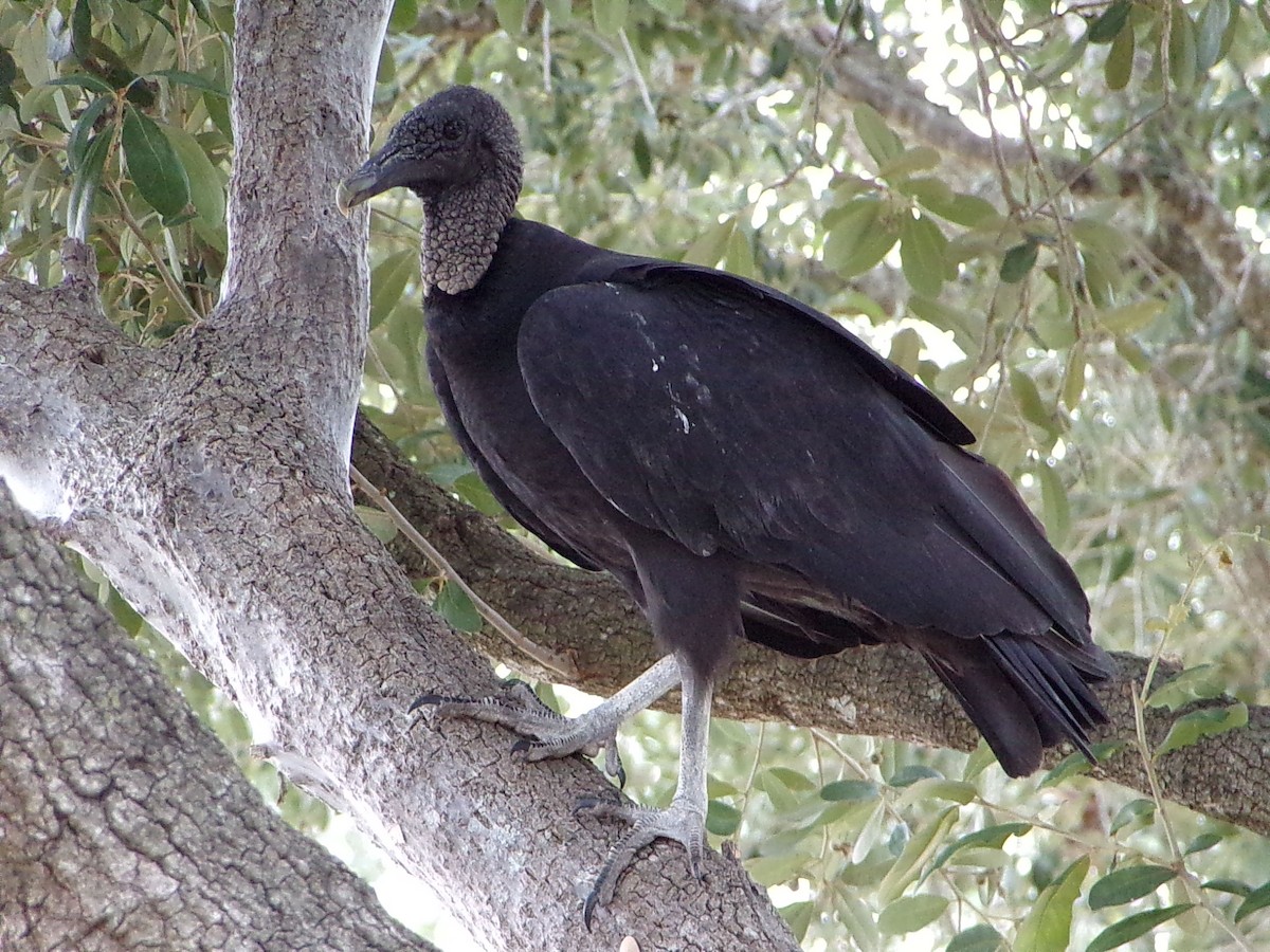 Black Vulture - ML642112916