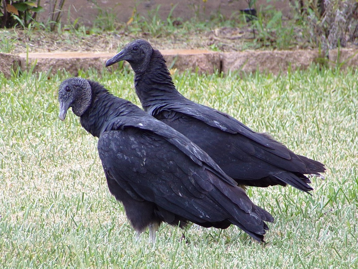 Black Vulture - ML642112917