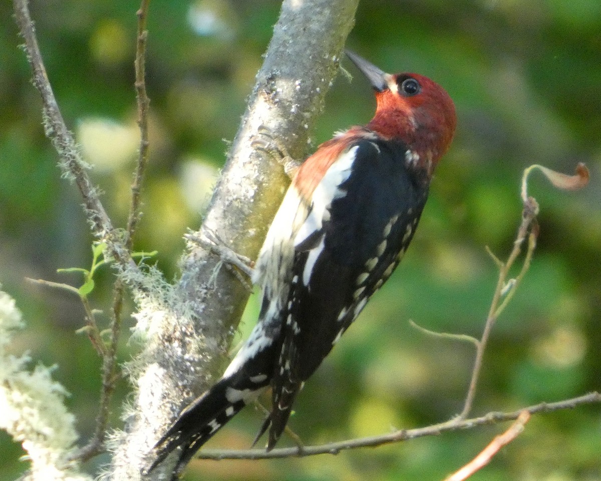 Red-breasted Sapsucker - ML642112921