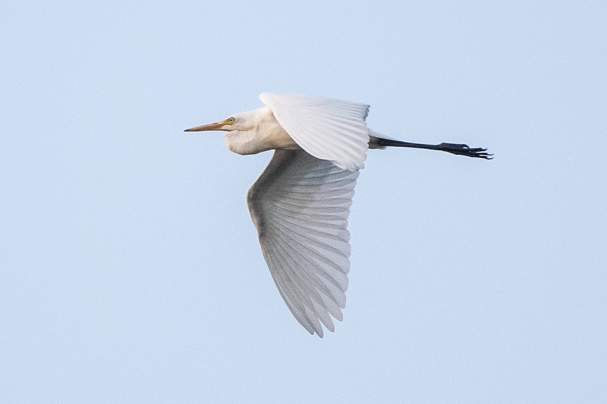 Medium Egret - ML642112922