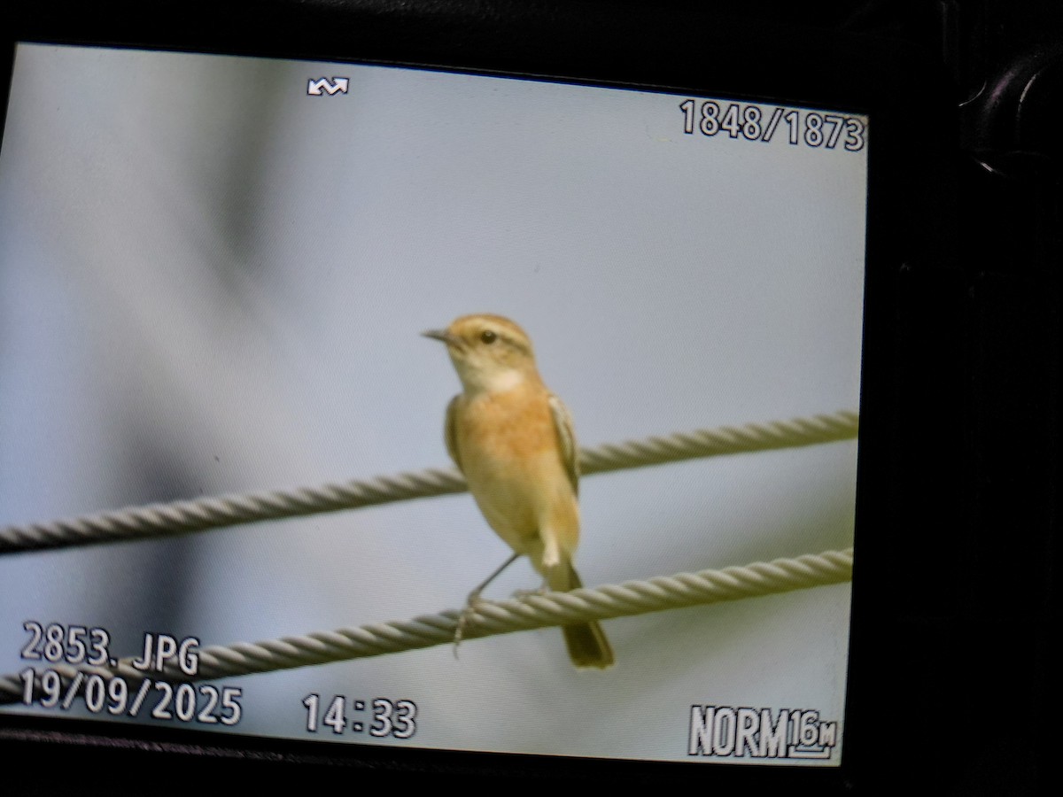 Siberian Stonechat - ML642112944