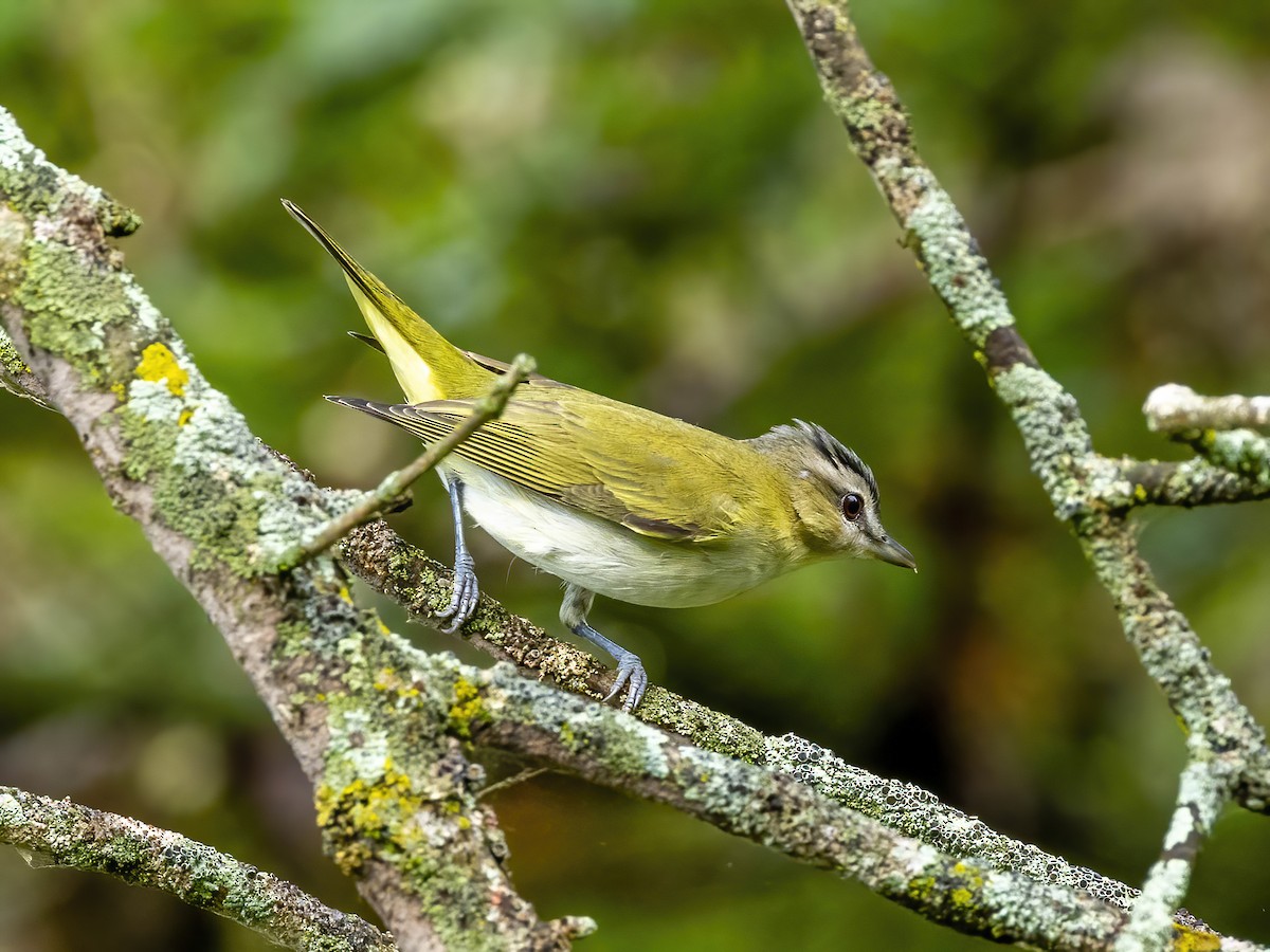 Red-eyed Vireo - ML642112945