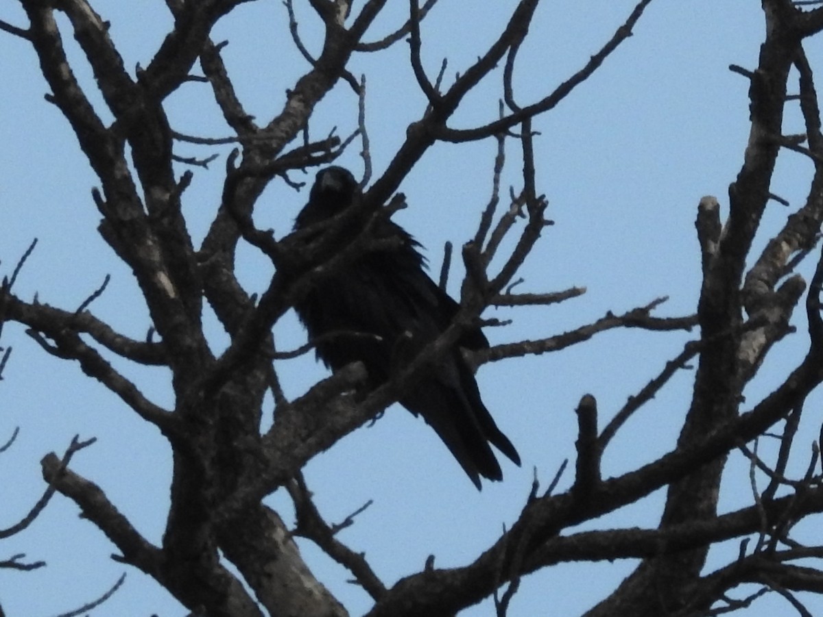 Common Raven - ML642112949