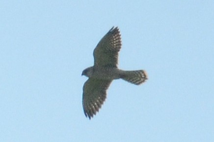 Red-footed Falcon - ML642112953