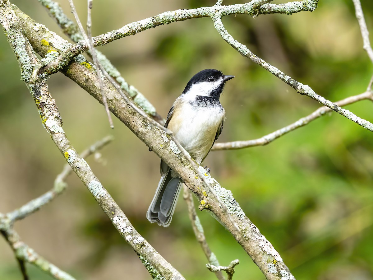 Black-capped Chickadee - ML642112954
