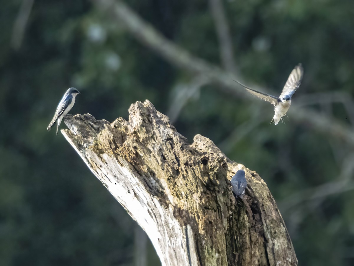 Tree Swallow - ML642112969