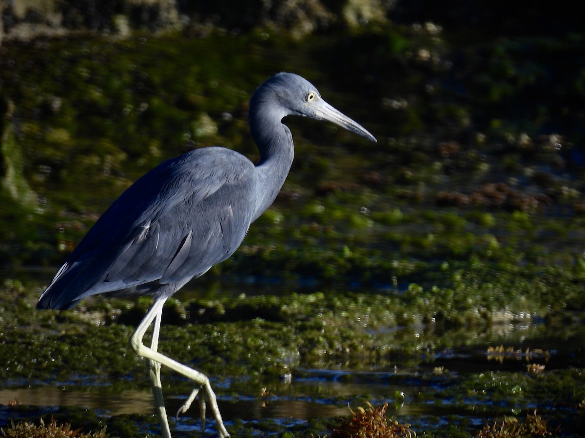 Little Blue Heron - ML642112972