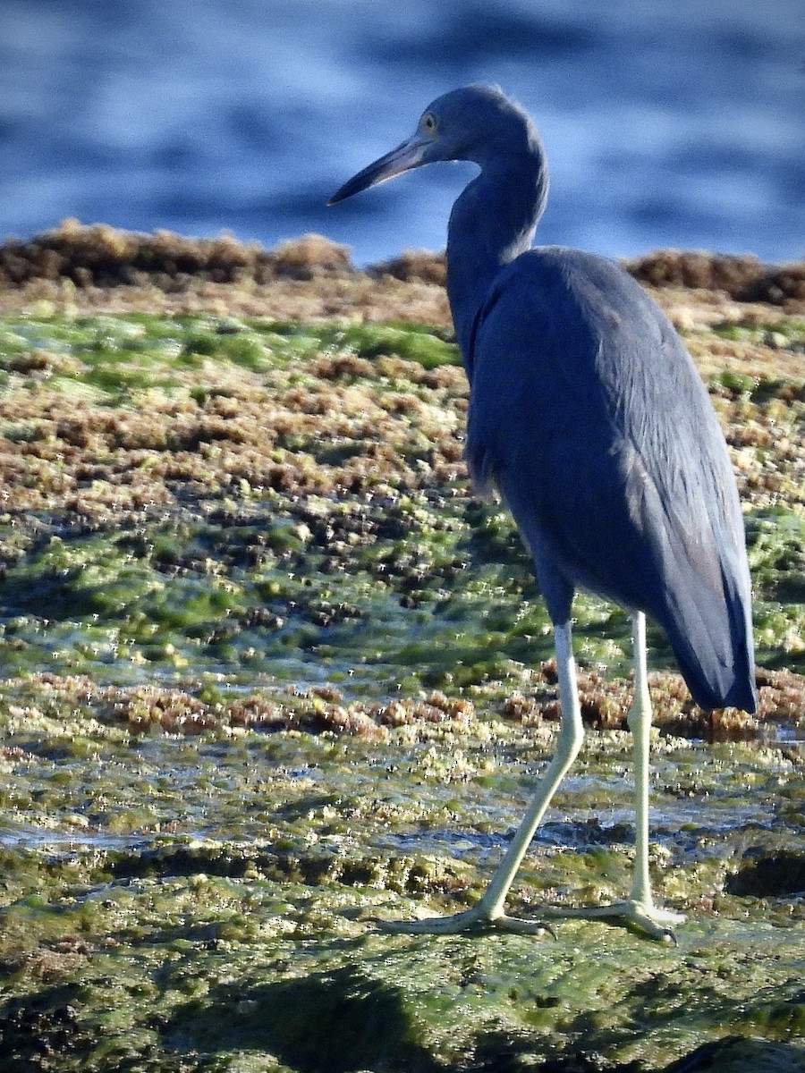 Little Blue Heron - ML642112974