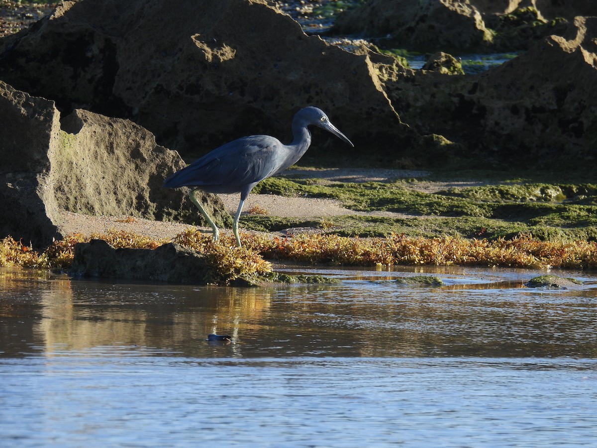 Little Blue Heron - ML642112975