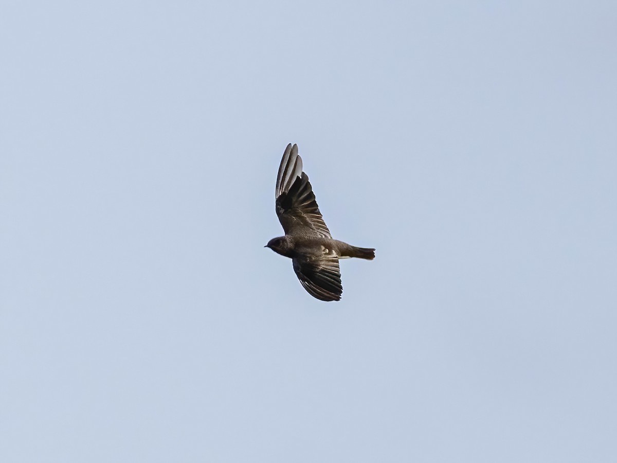 Northern Rough-winged Swallow - ML642113042