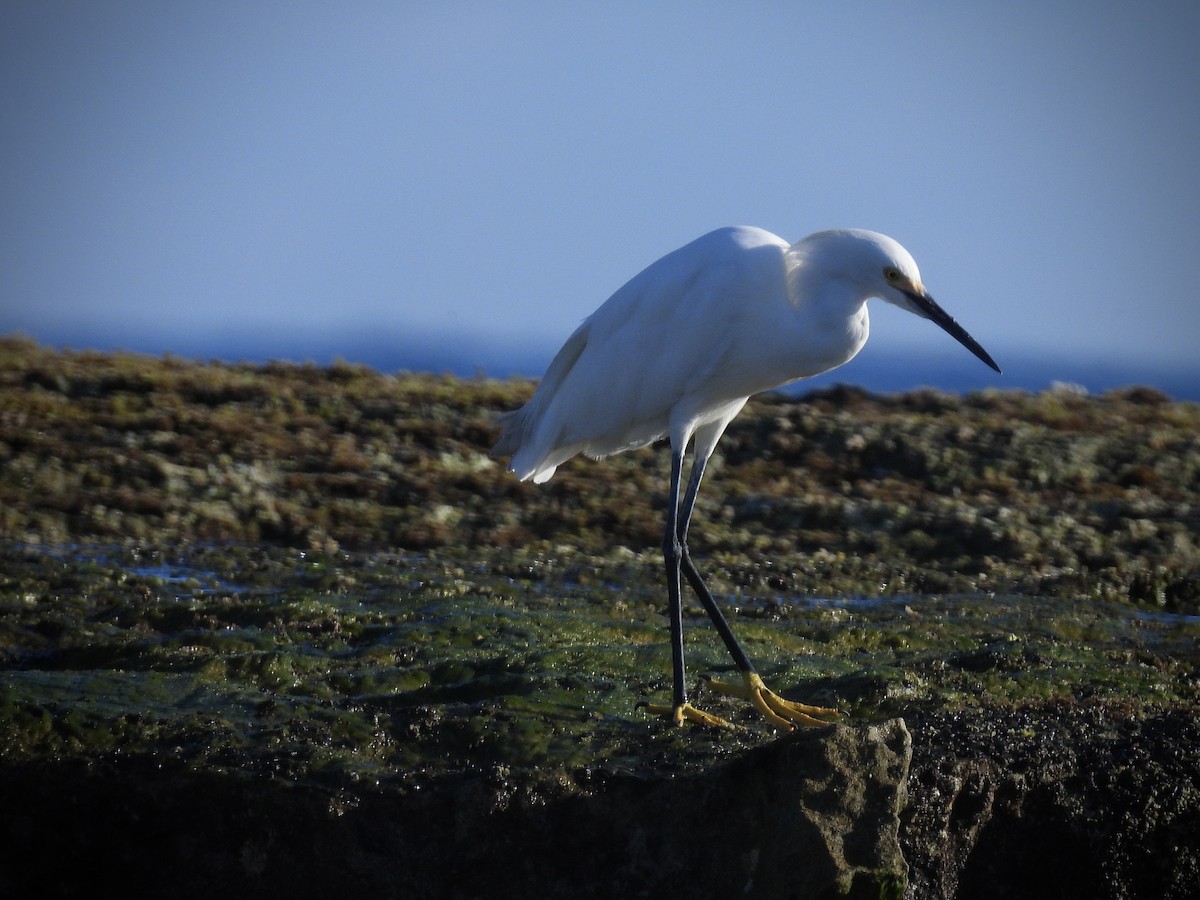 Snowy Egret - ML642113046