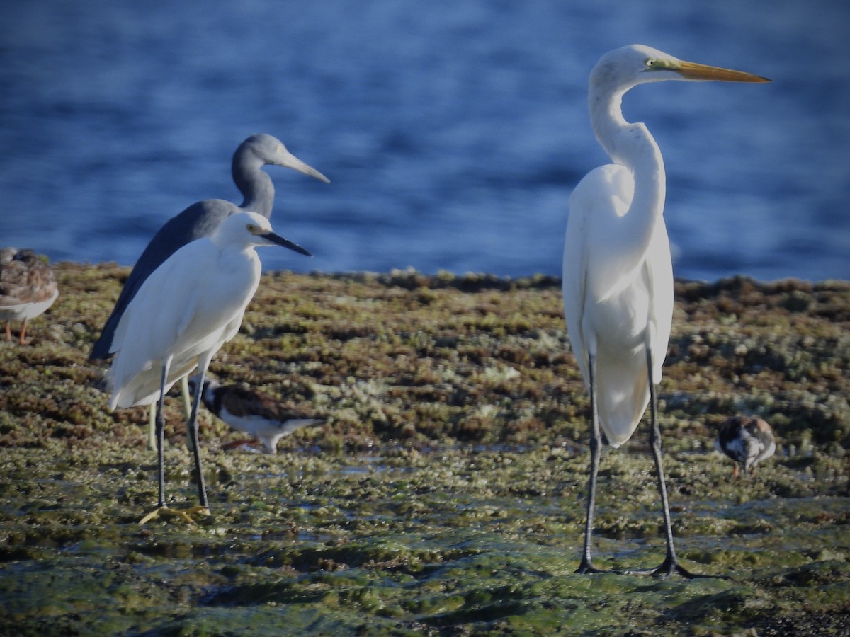 Snowy Egret - ML642113047