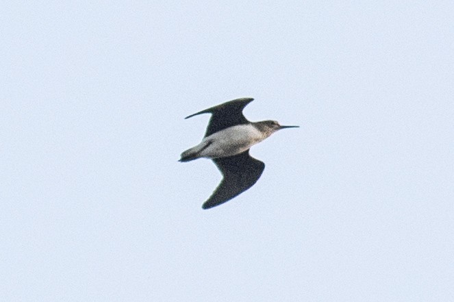 Green Sandpiper - ML642113049