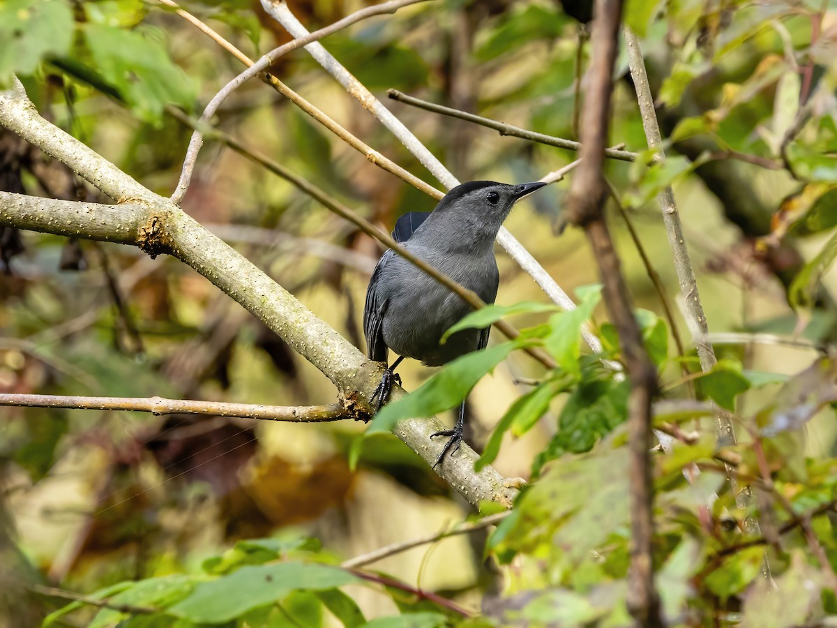 Gray Catbird - ML642113073