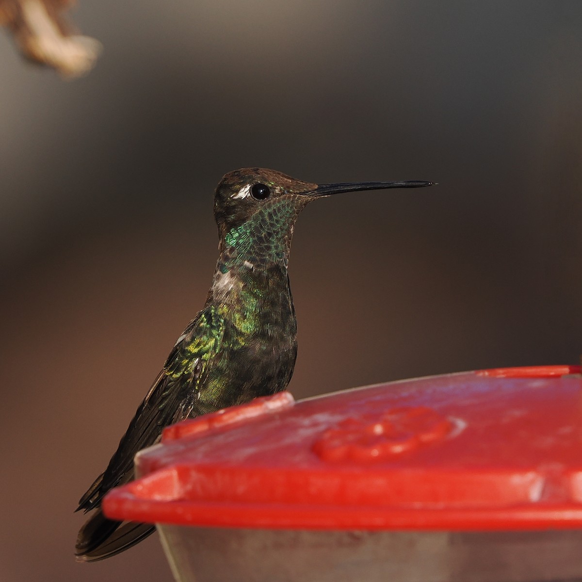 Rivoli's Hummingbird - ML642113074