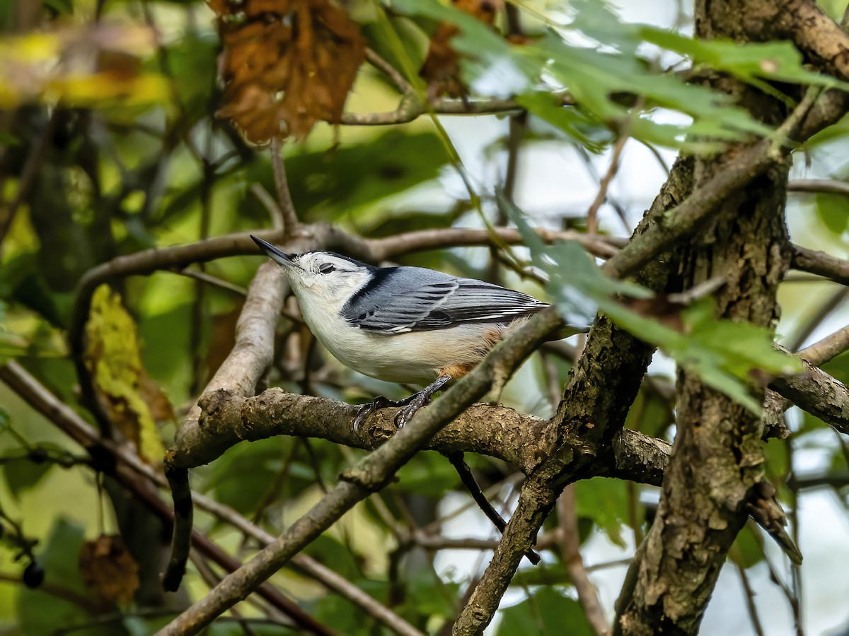 White-breasted Nuthatch - ML642113076