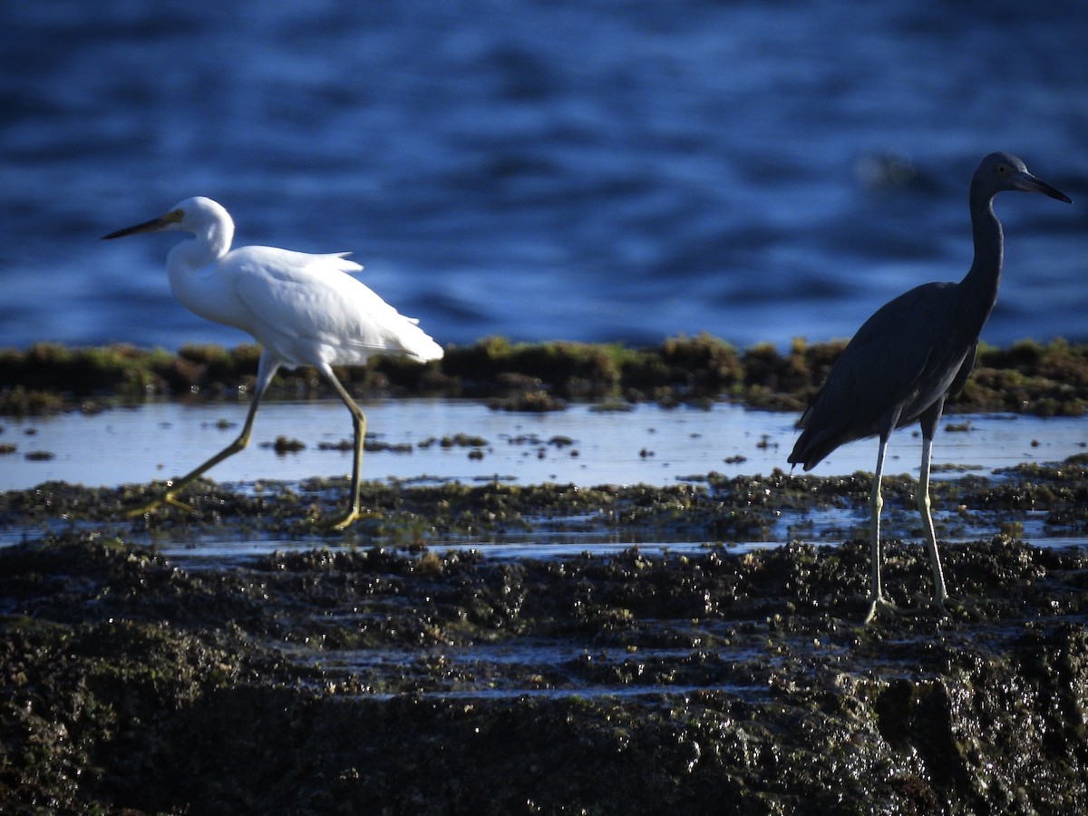 Little Blue Heron - ML642113086