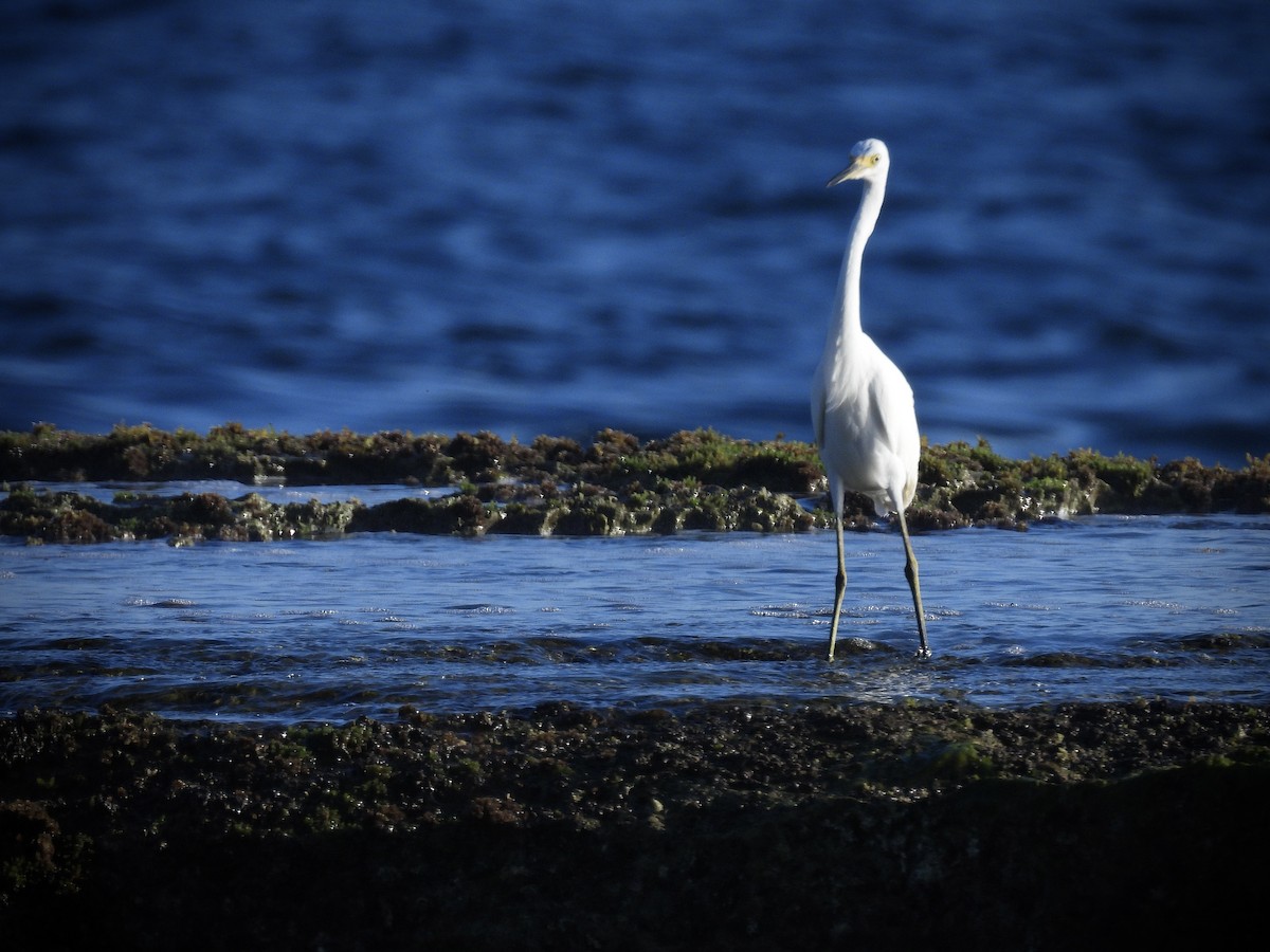 Little Blue Heron - ML642113087