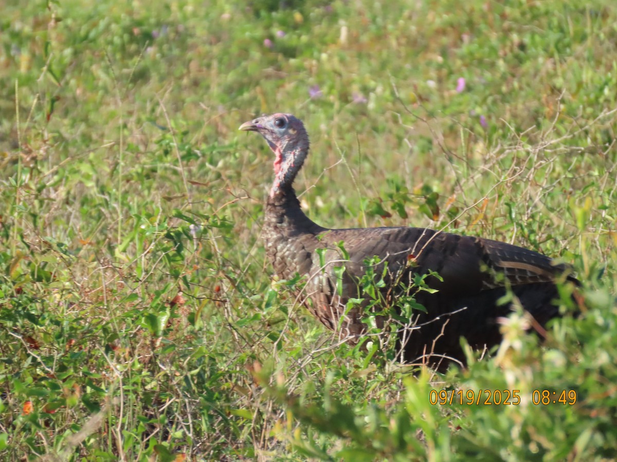 Wild Turkey - ML642113091