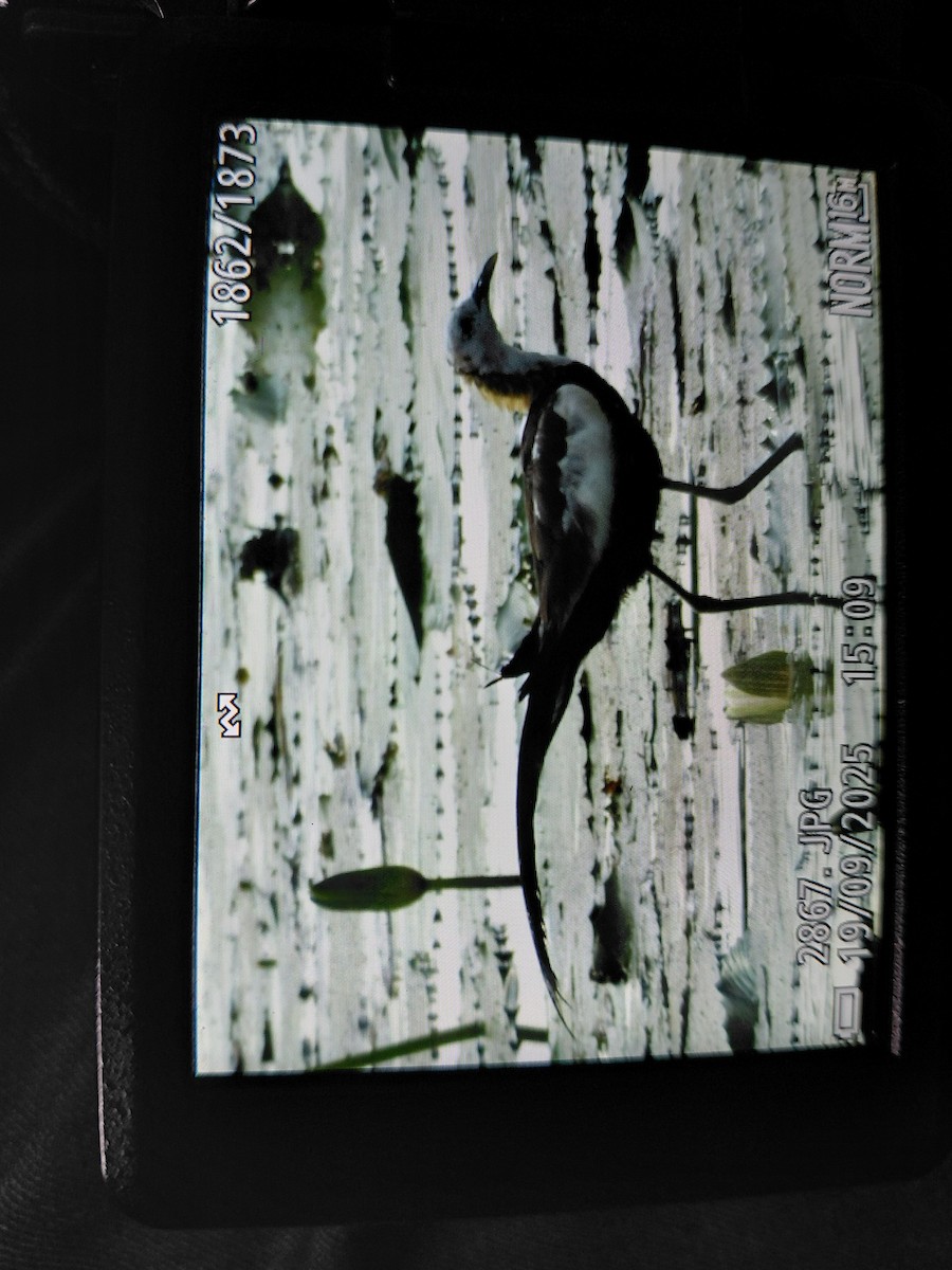 Pheasant-tailed Jacana - ML642113098