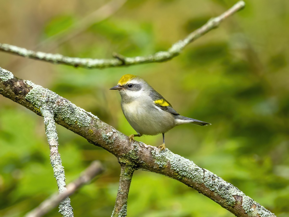 Golden-winged Warbler - ML642113099