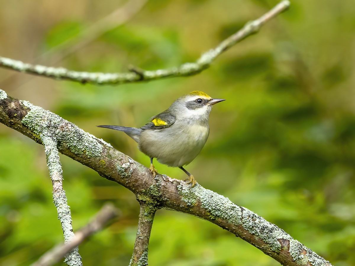 Golden-winged Warbler - ML642113100