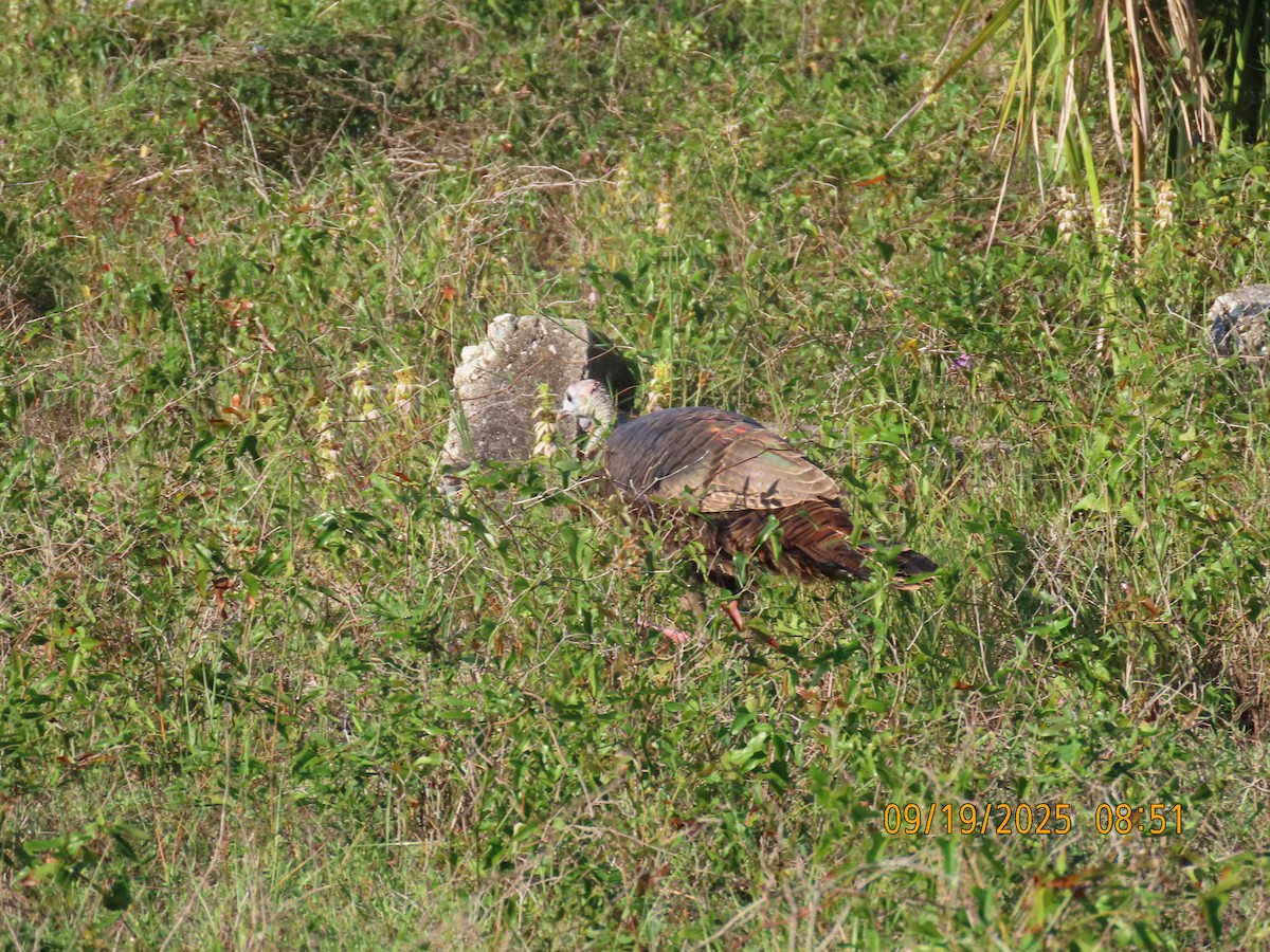 Wild Turkey - ML642113110