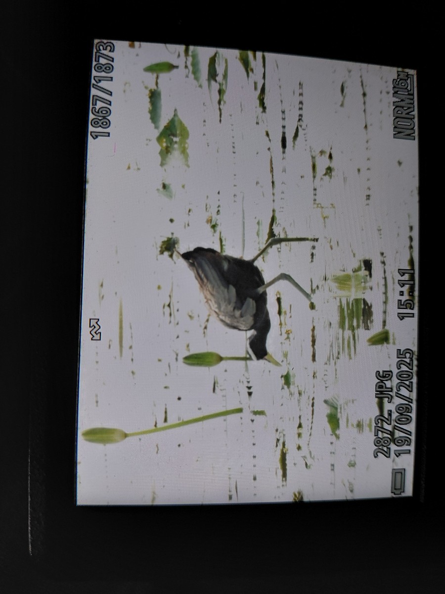 Bronze-winged Jacana - ML642113112