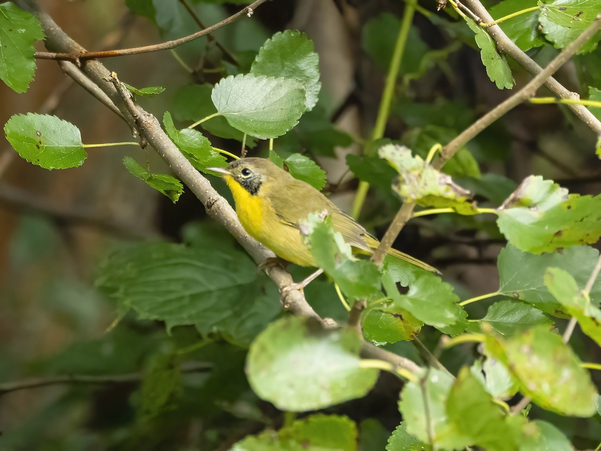 Common Yellowthroat - ML642113114