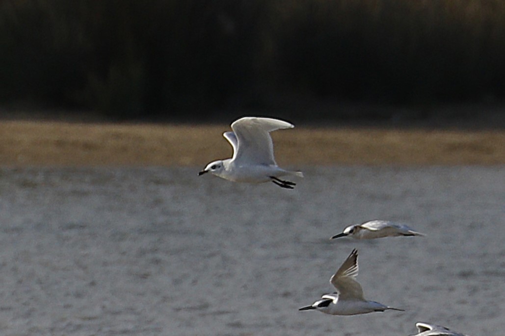 Mediterranean Gull - ML642113115