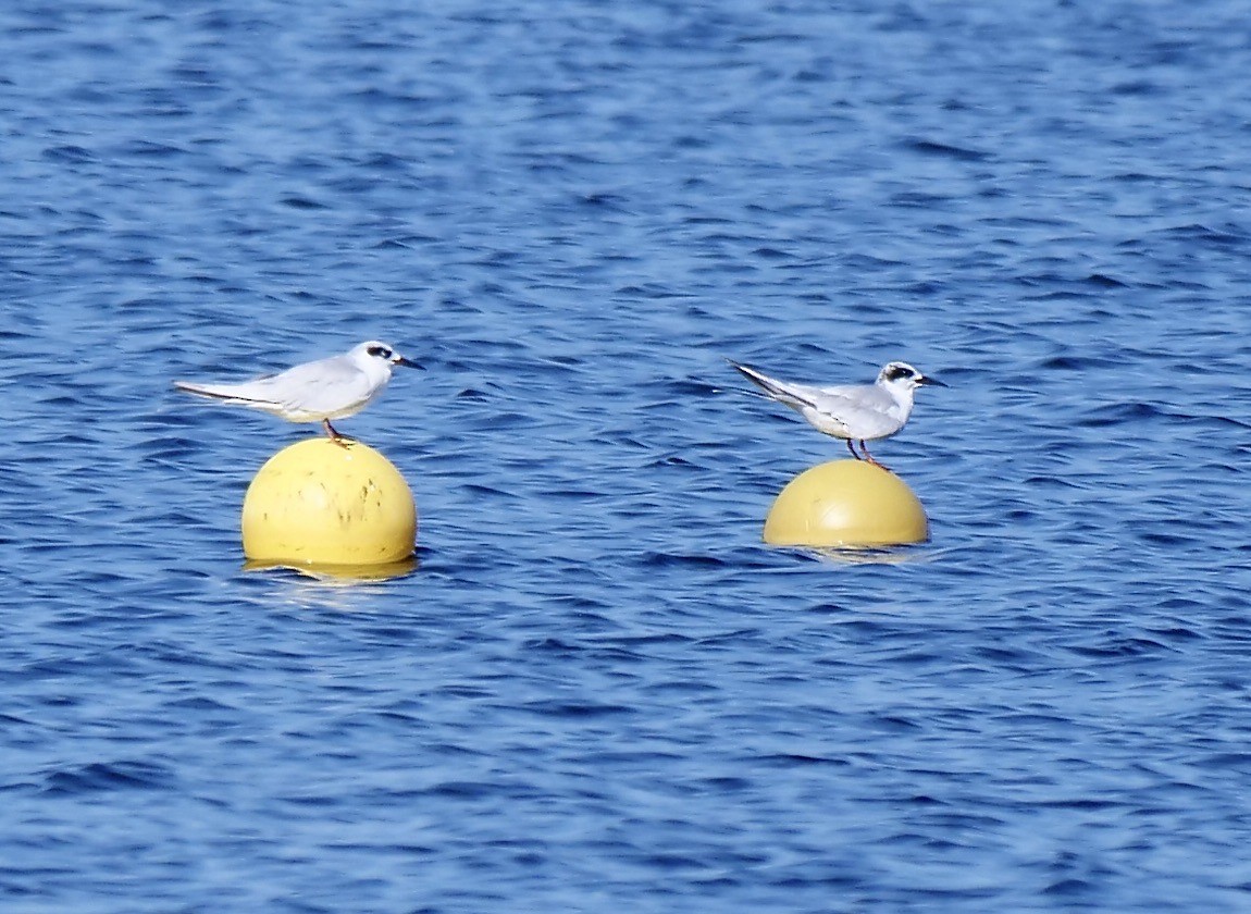 Forster's Tern - ML642113117