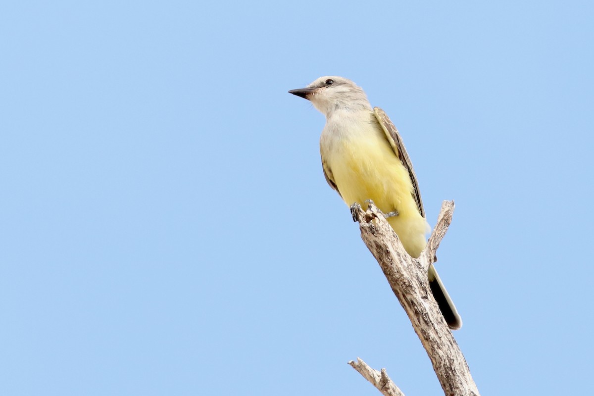 Western Kingbird - ML642113118