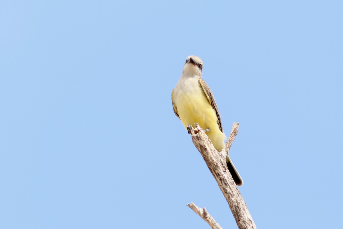 Western Kingbird - ML642113119