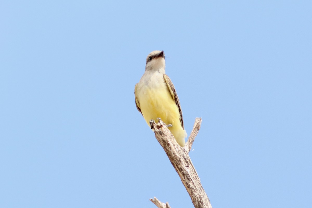 Western Kingbird - ML642113120