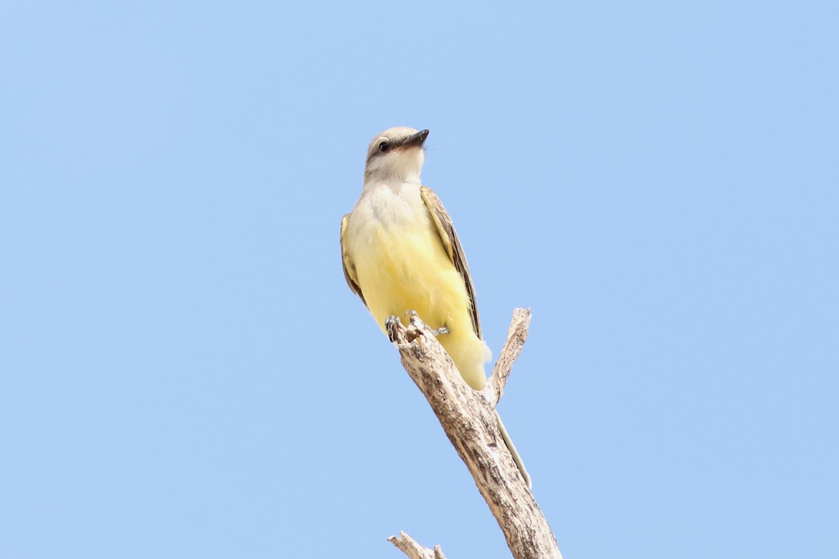 Western Kingbird - ML642113121