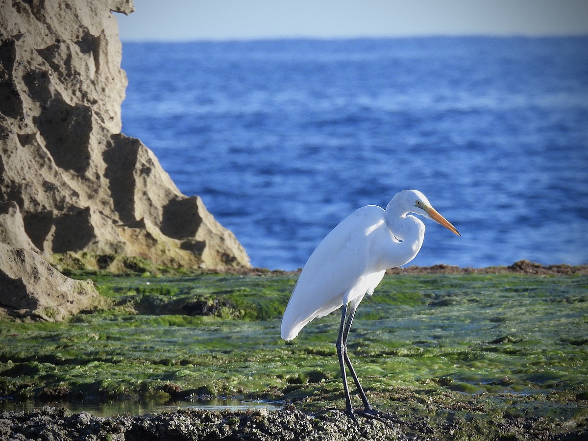 Great Egret - ML642113123
