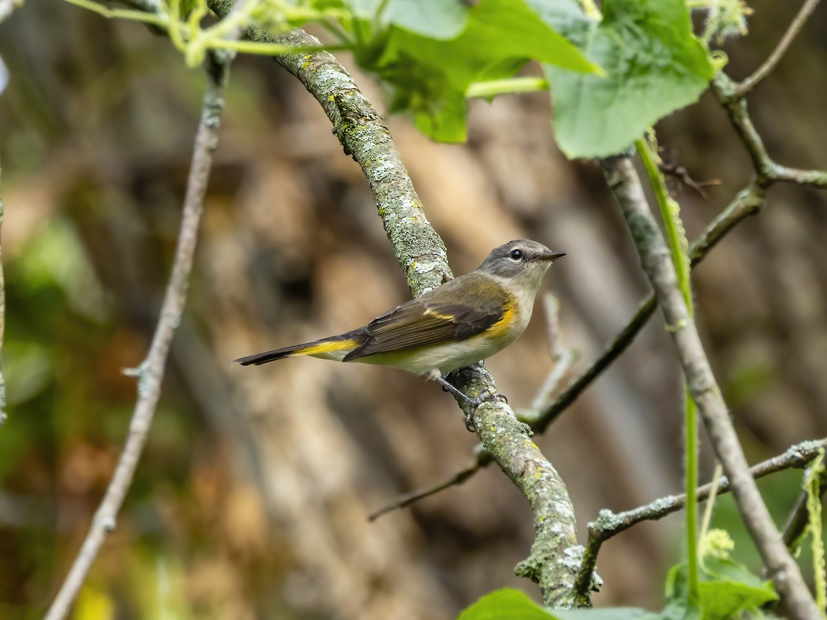 American Redstart - ML642113125