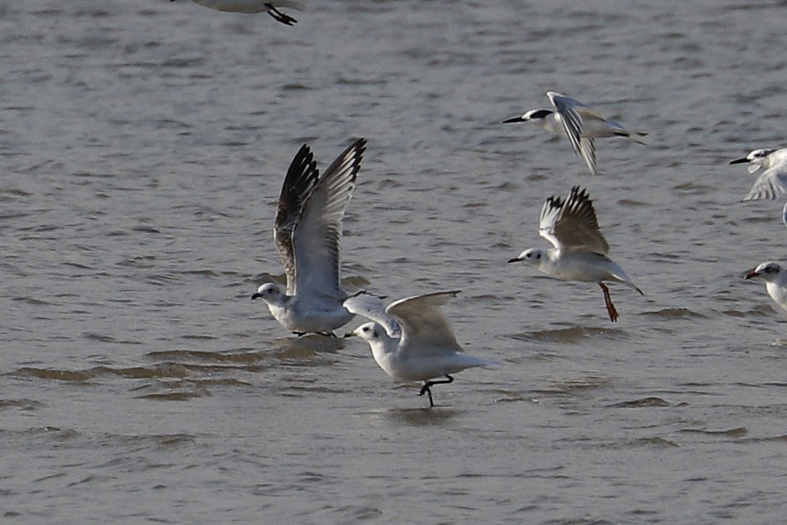 Mediterranean Gull - ML642113141