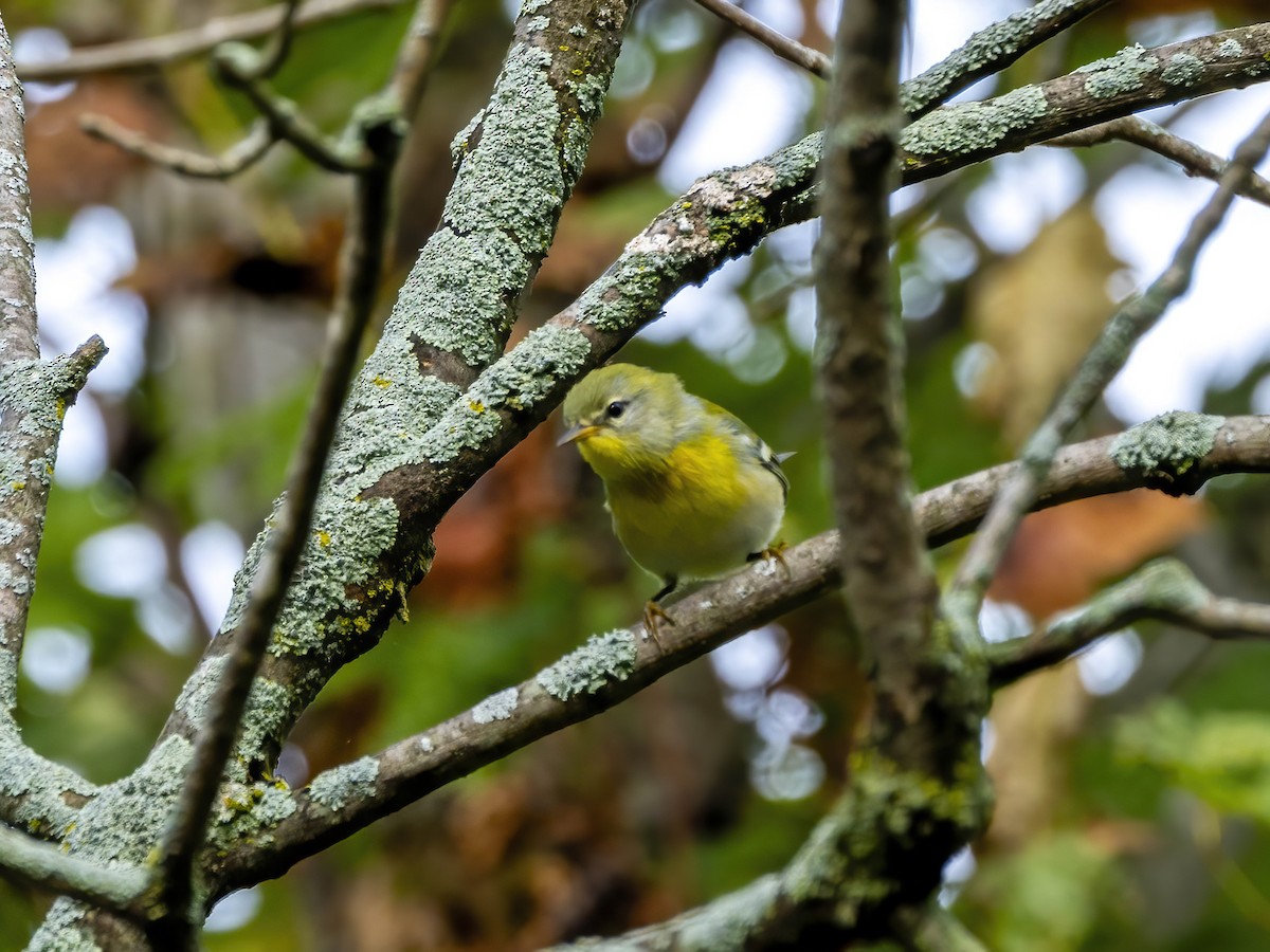 Northern Parula - ML642113150