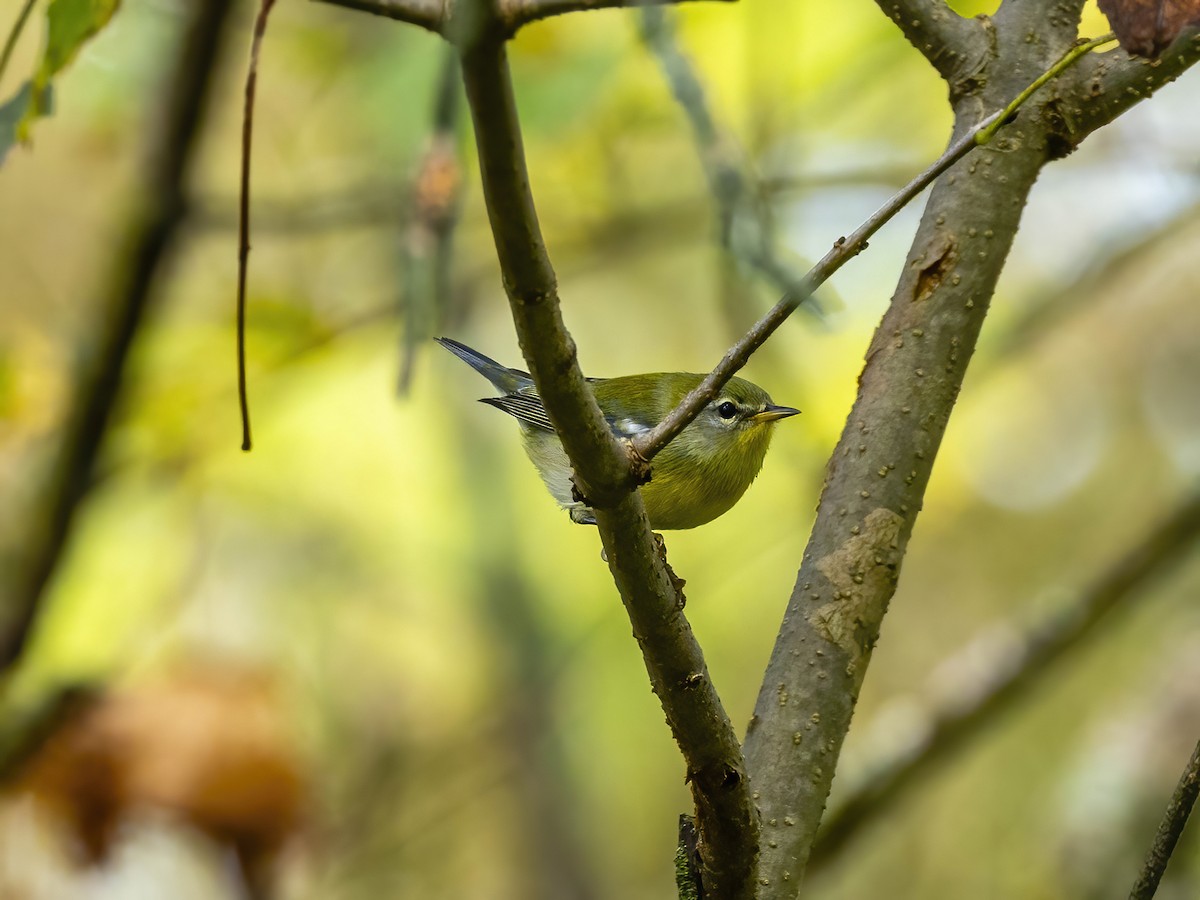 Northern Parula - ML642113151
