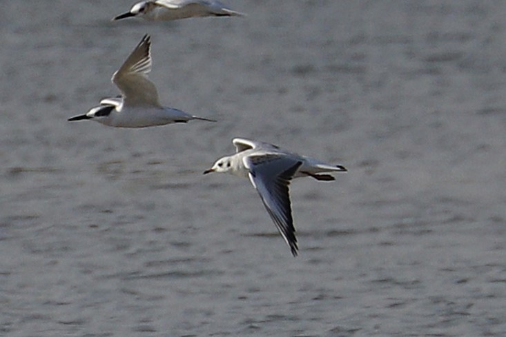 Black-headed Gull - ML642113153