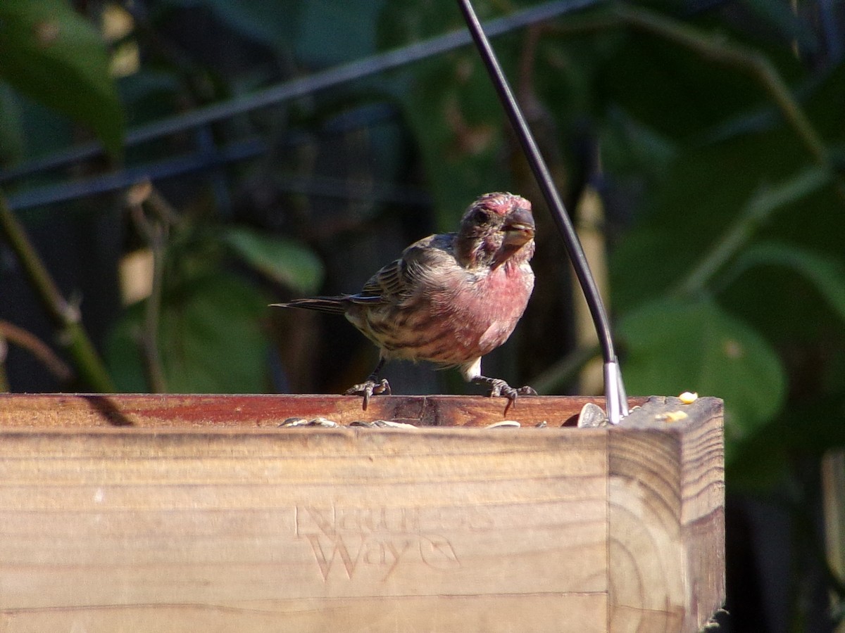 House Finch - ML642113154