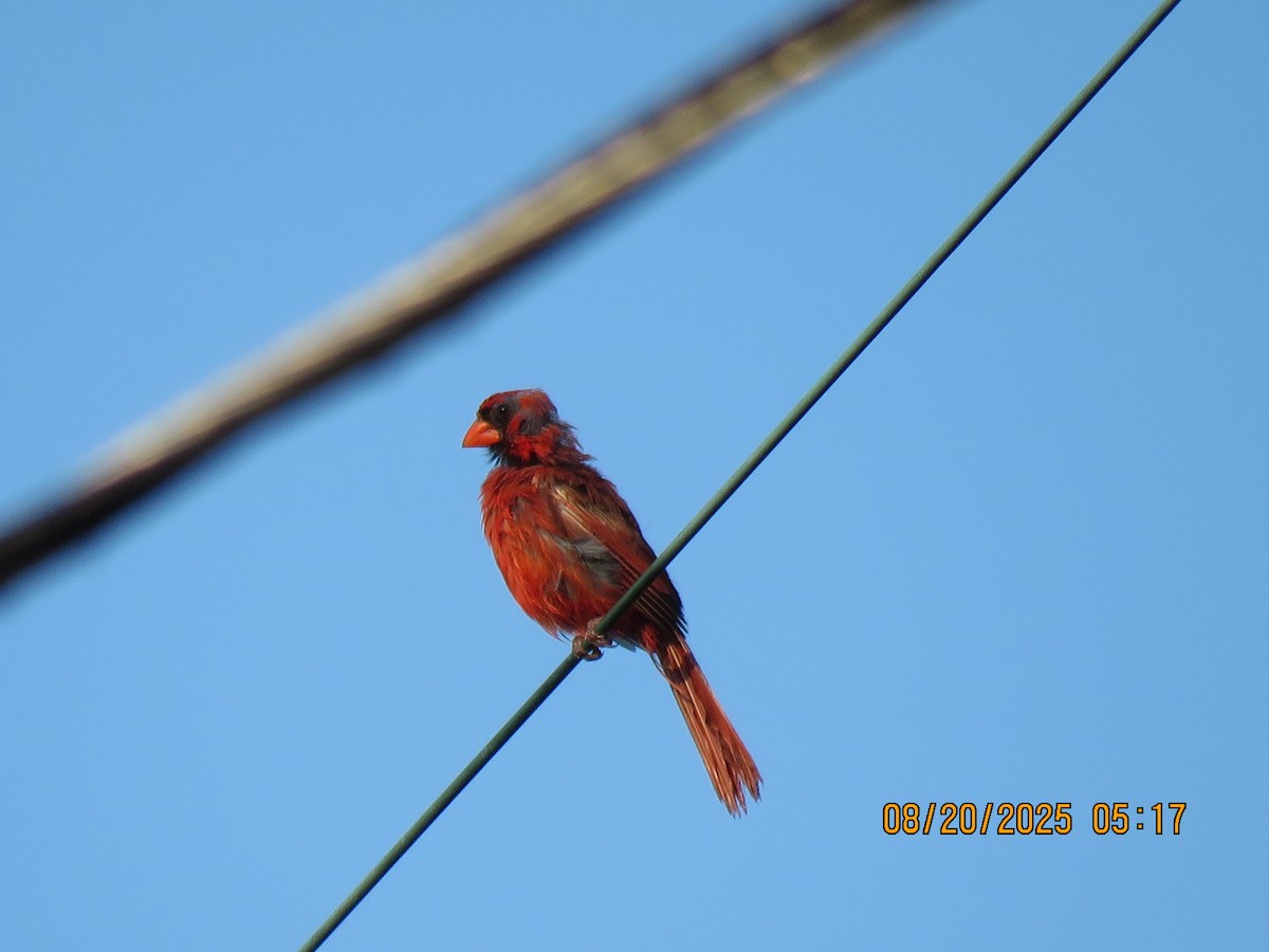 Northern Cardinal - ML642113160